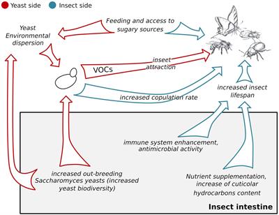 Saccharomyces cerevisiae – Insects Association: Impacts, Biogeography, and Extent